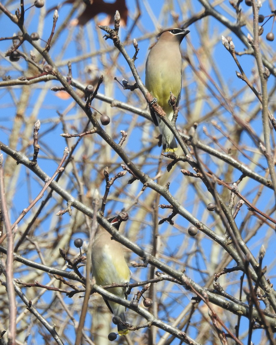 Cedar Waxwing - ML612539379