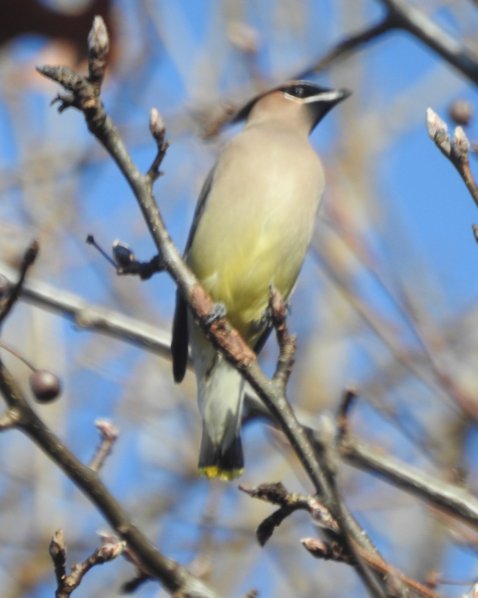 Cedar Waxwing - ML612539380