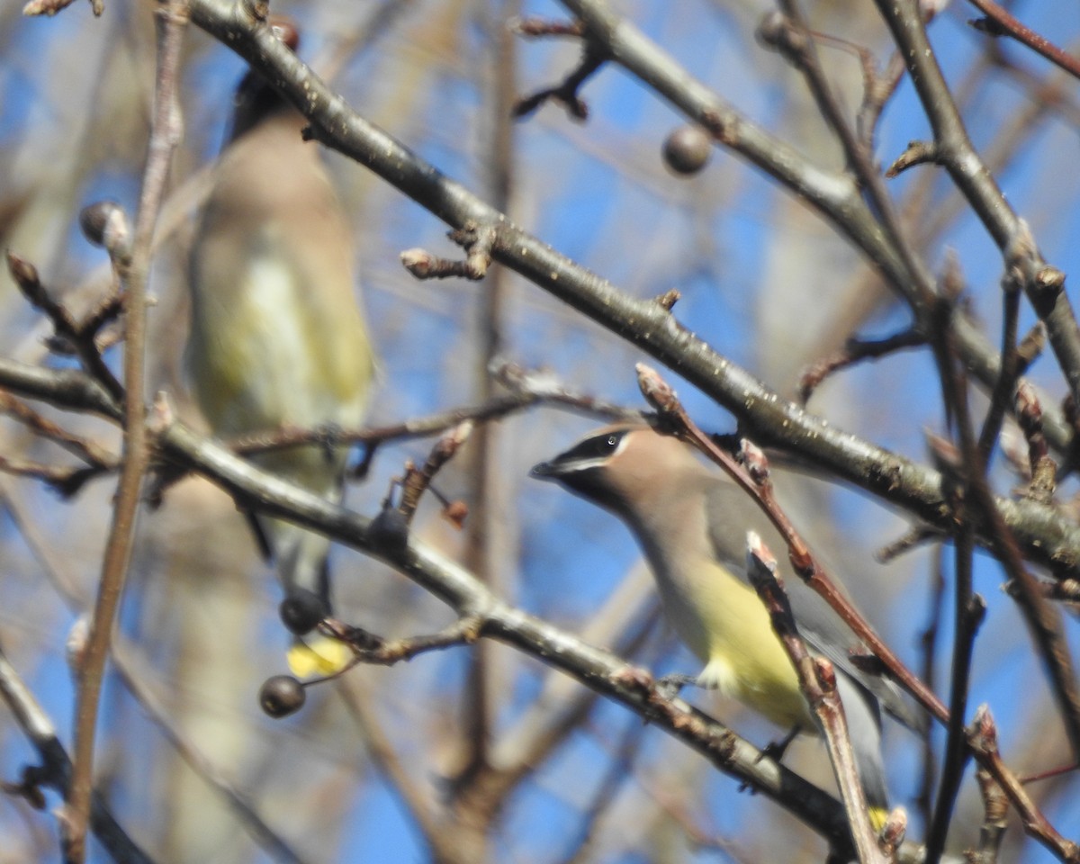 Cedar Waxwing - ML612539381