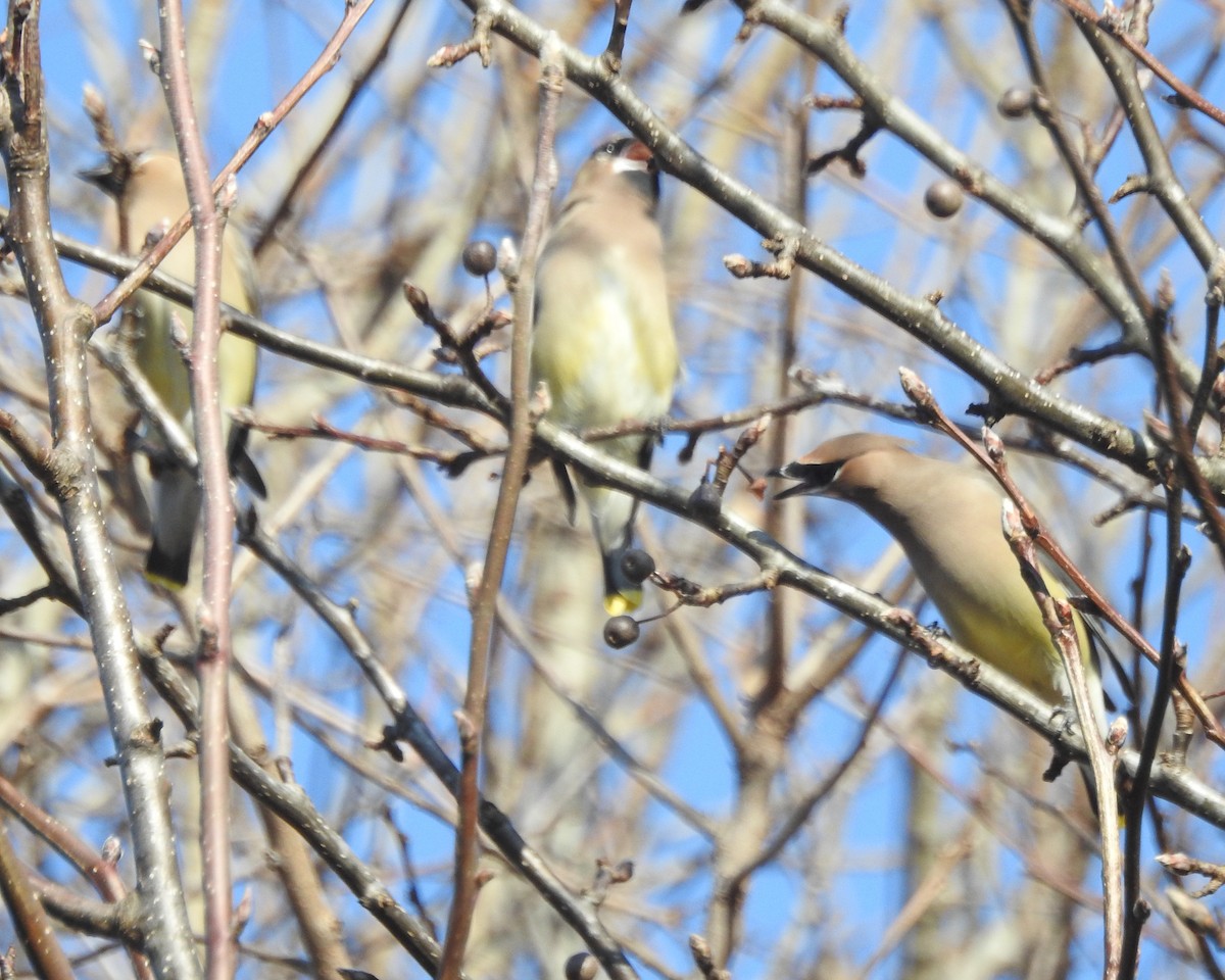 Cedar Waxwing - ML612539382