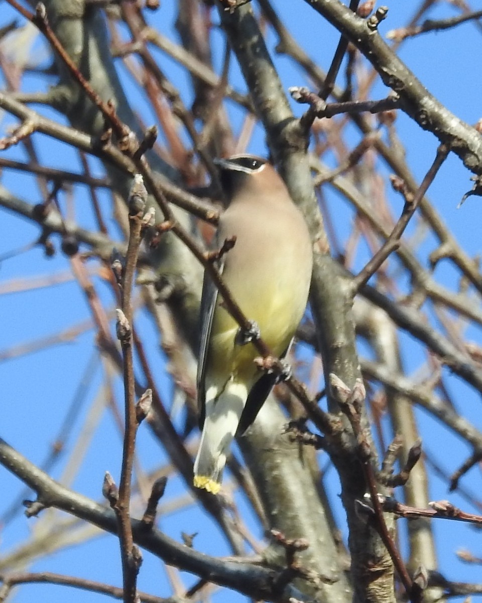 Cedar Waxwing - ML612539383