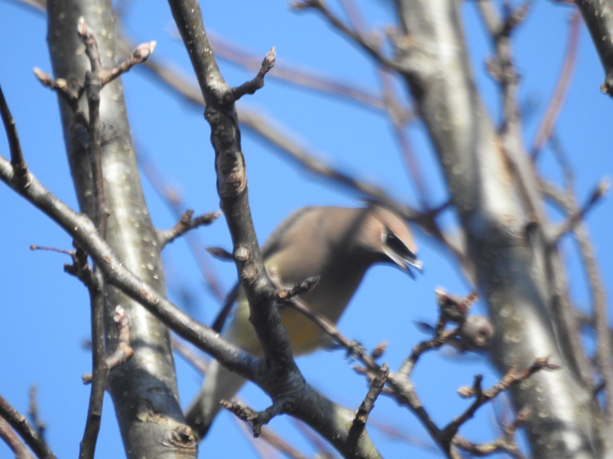 Cedar Waxwing - Wayne Longbottom