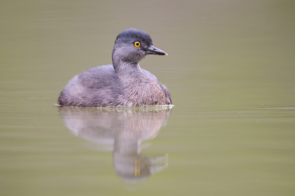 Least Grebe - ML612539406