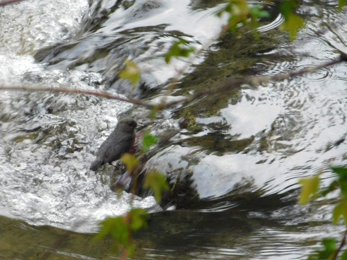 American Dipper - ML612539429