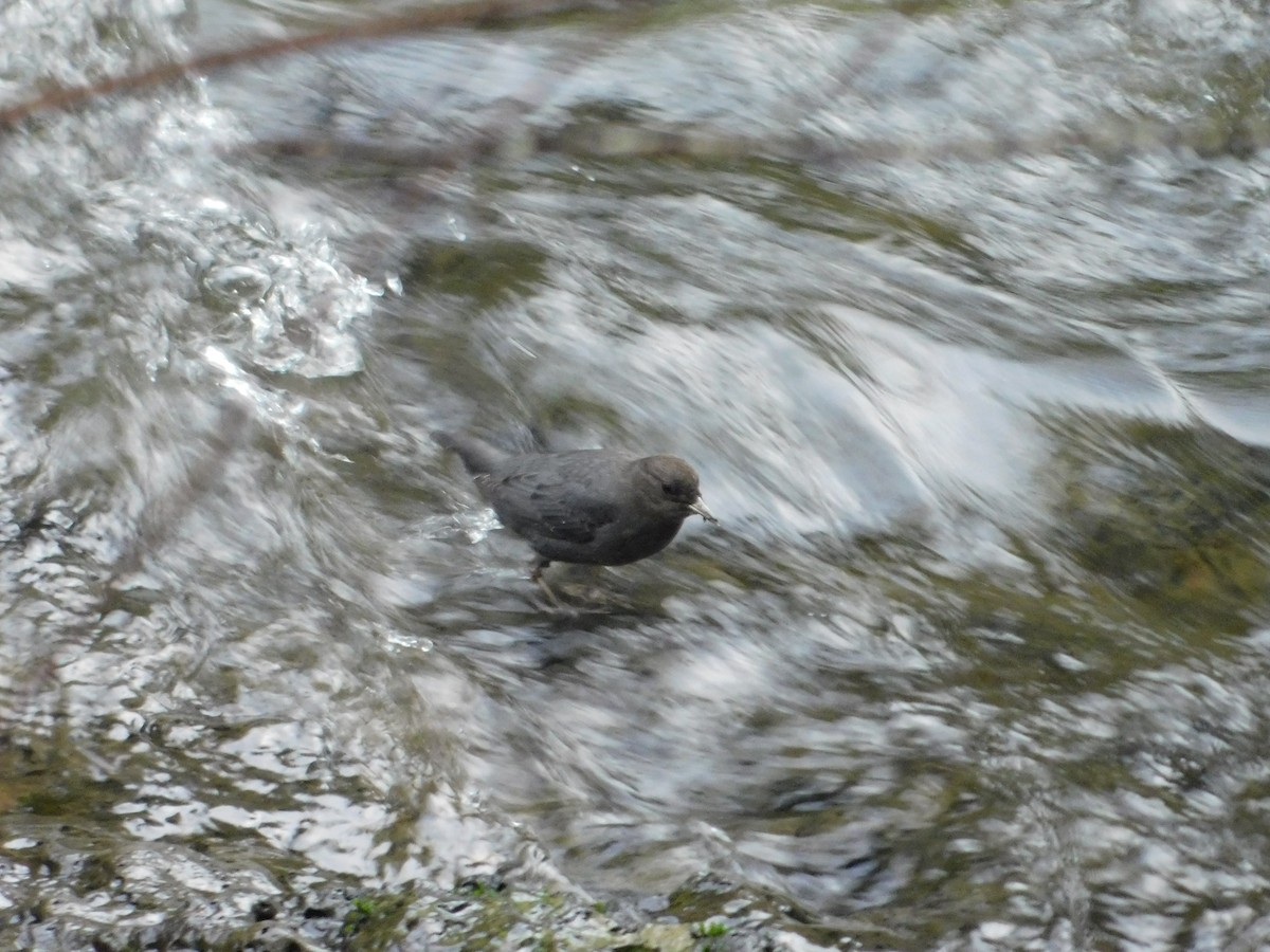 American Dipper - ML612539455