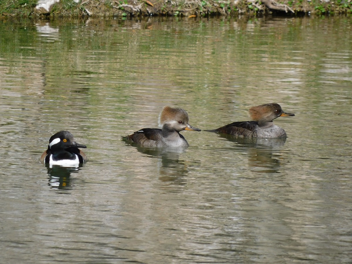 Hooded Merganser - ML612539460