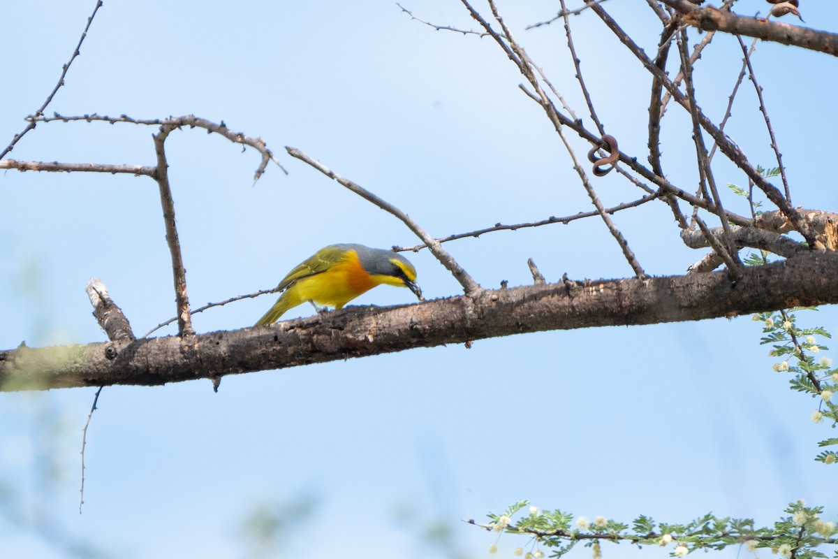 Sulphur-breasted Bushshrike - ML612539484