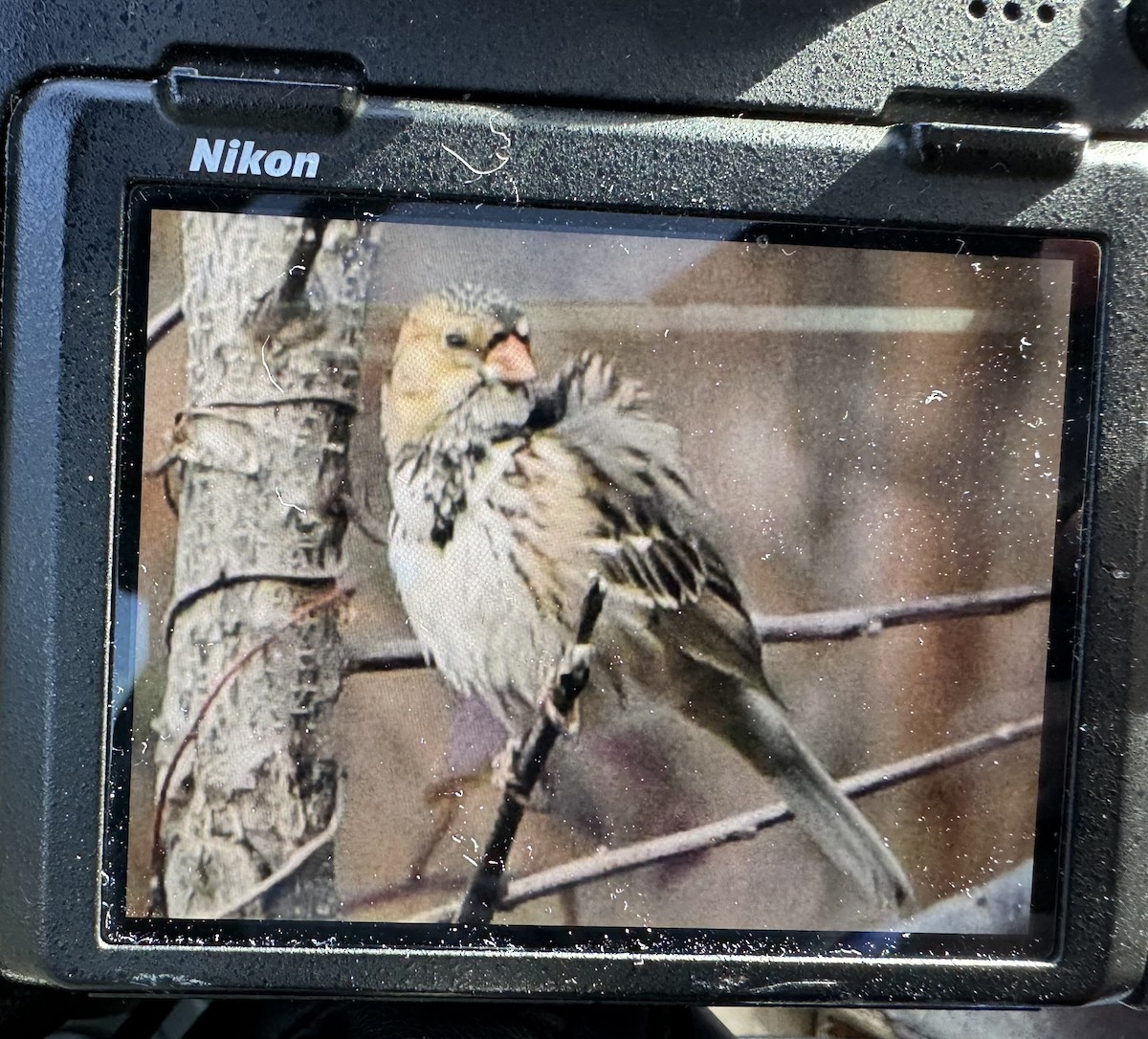 Harris's Sparrow - Jeff Lemons