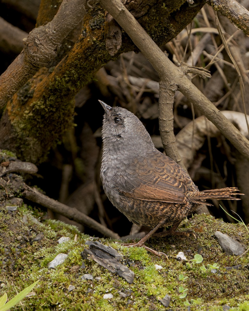 Ampay Tapaculo - Fisher Chavez - COAP-CUSCO Tunkiwasi lodge.