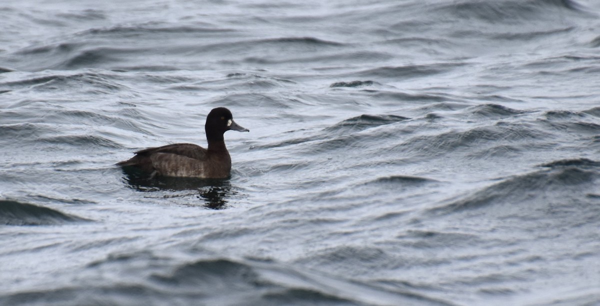 Lesser Scaup - ML612539542