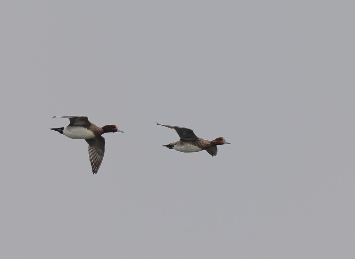 Eurasian Wigeon - ML612539624