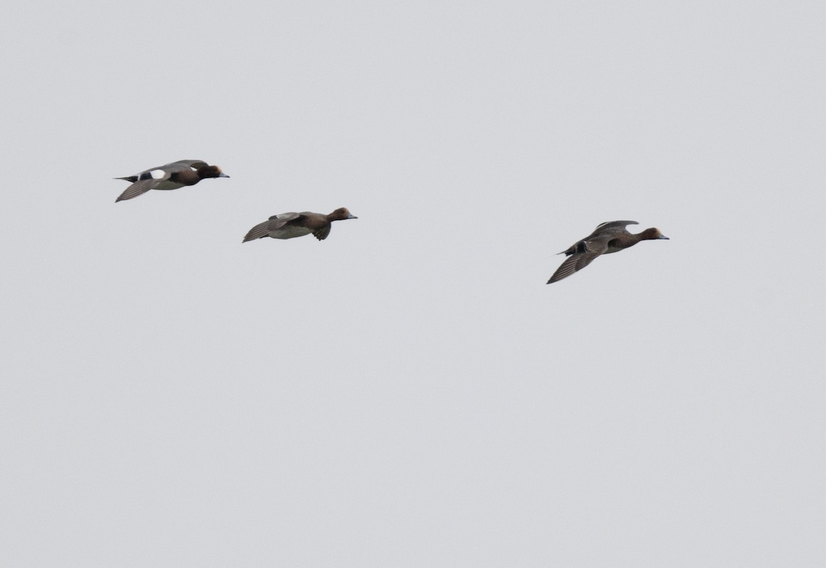 Eurasian Wigeon - jimmy Yao