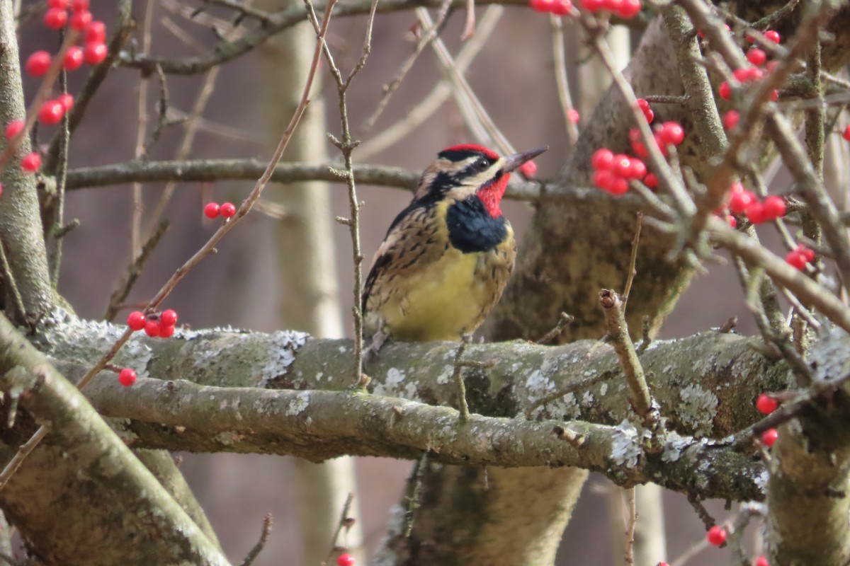 Yellow-bellied Sapsucker - ML612539629