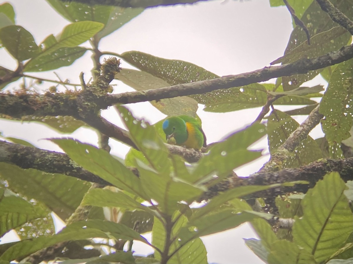 Blue-crowned Chlorophonia - Holly Coates