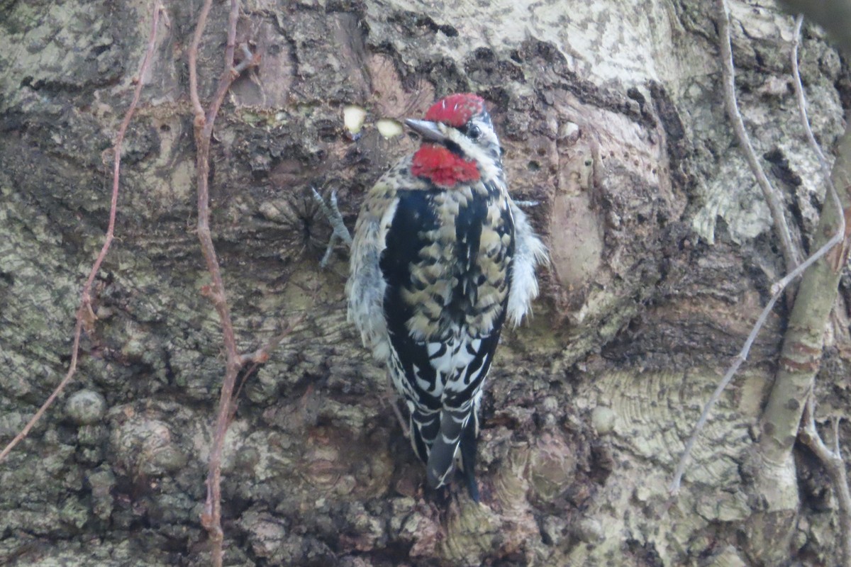 Yellow-bellied Sapsucker - ML612539648