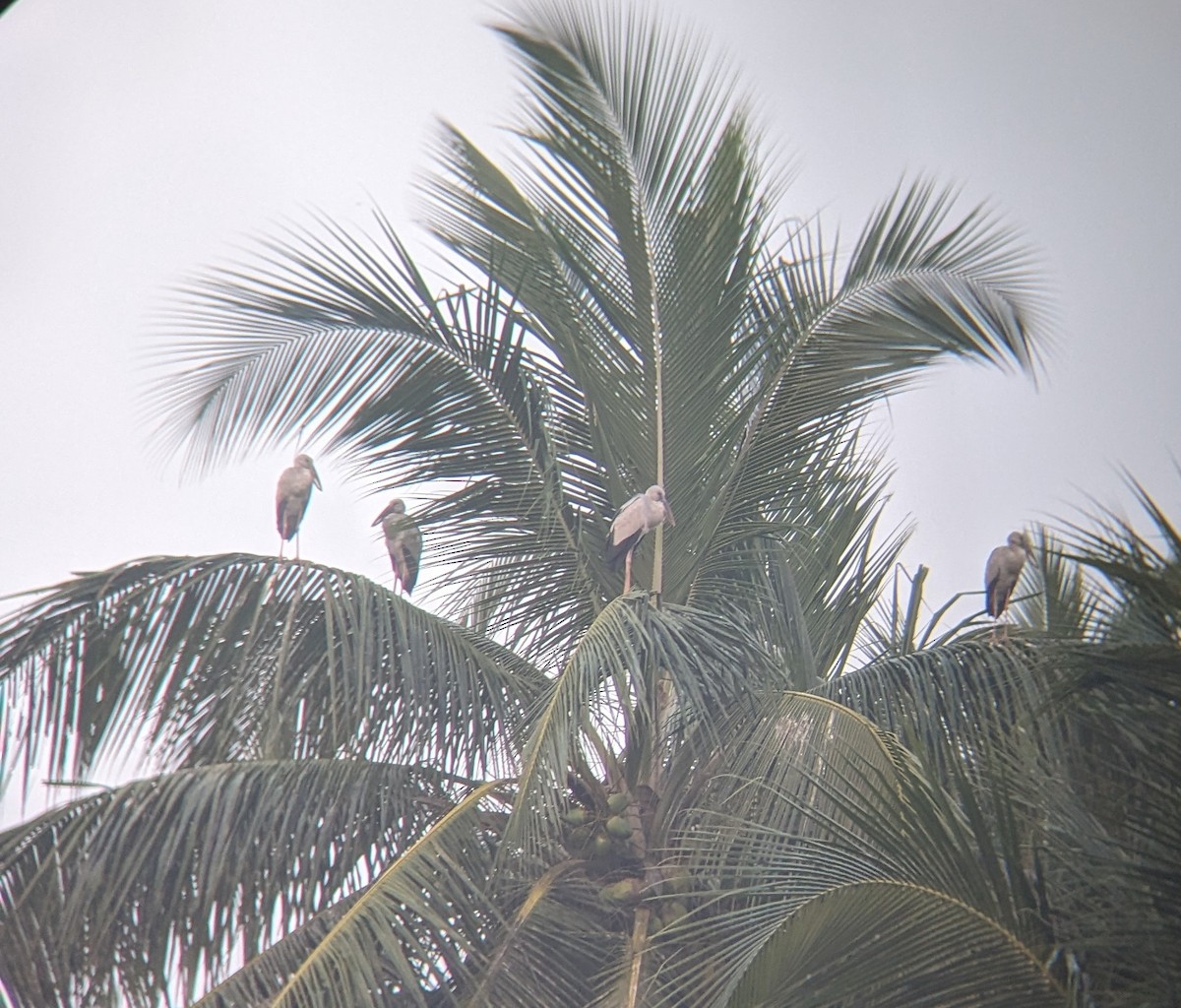 Asian Openbill - ML612539650