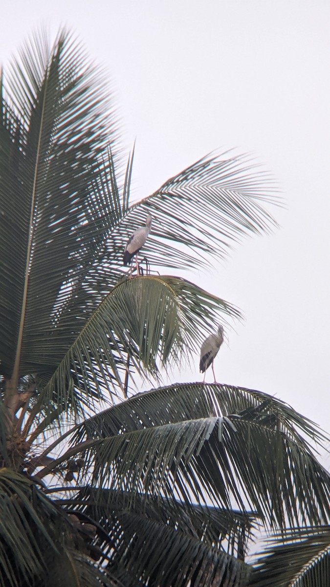 Asian Openbill - ML612539652