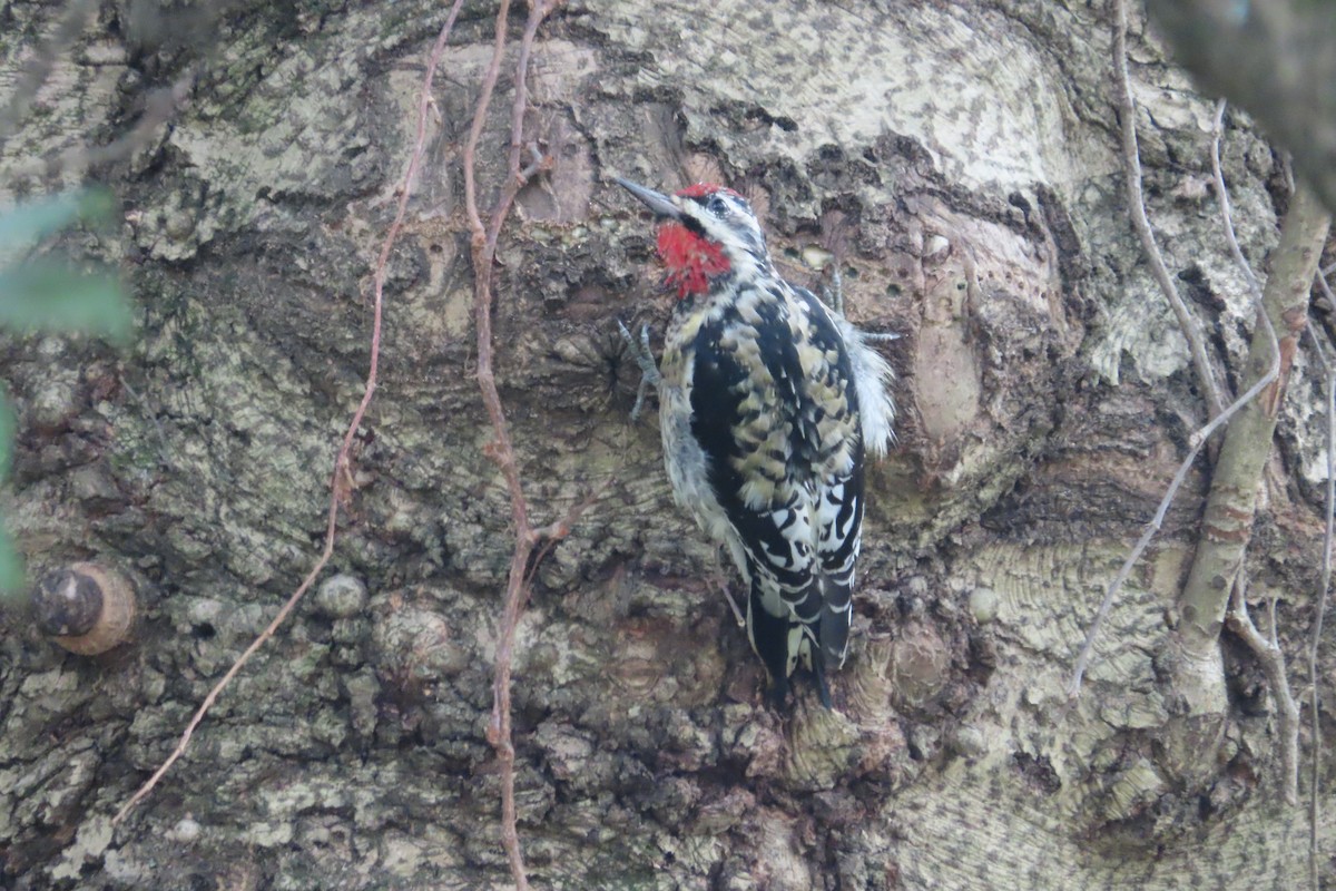 Yellow-bellied Sapsucker - David Brinkman