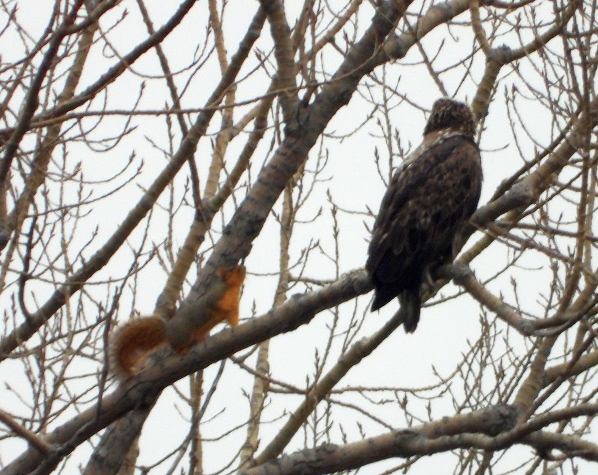 Bald Eagle - ML612539794