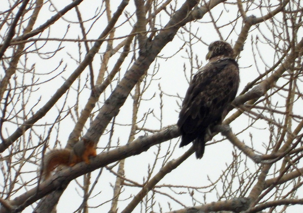 Bald Eagle - ML612539798