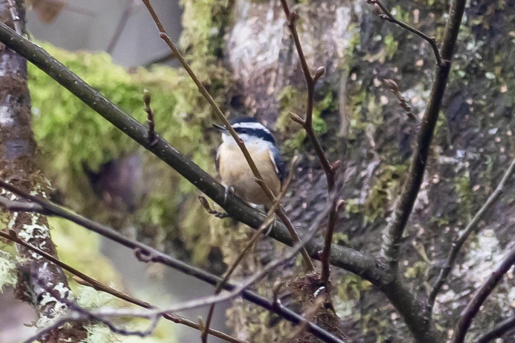Red-breasted Nuthatch - ML612539875
