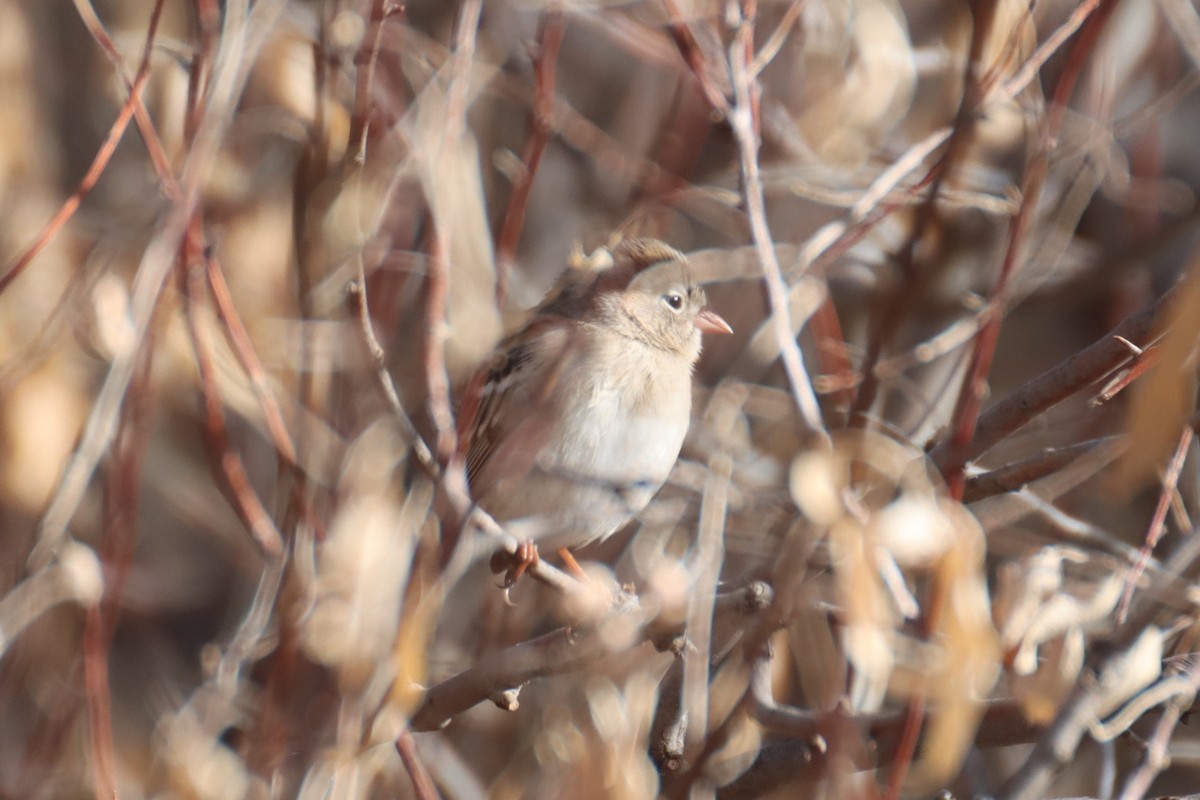 Field Sparrow - ML612539886