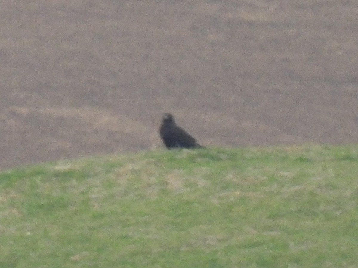 Rough-legged Hawk - ML612539926