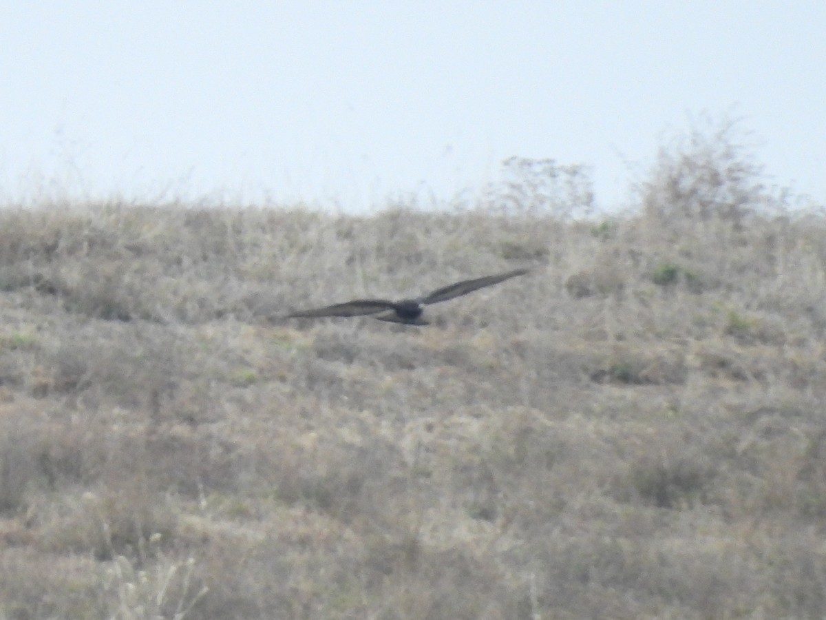 Rough-legged Hawk - Cindy Leffelman