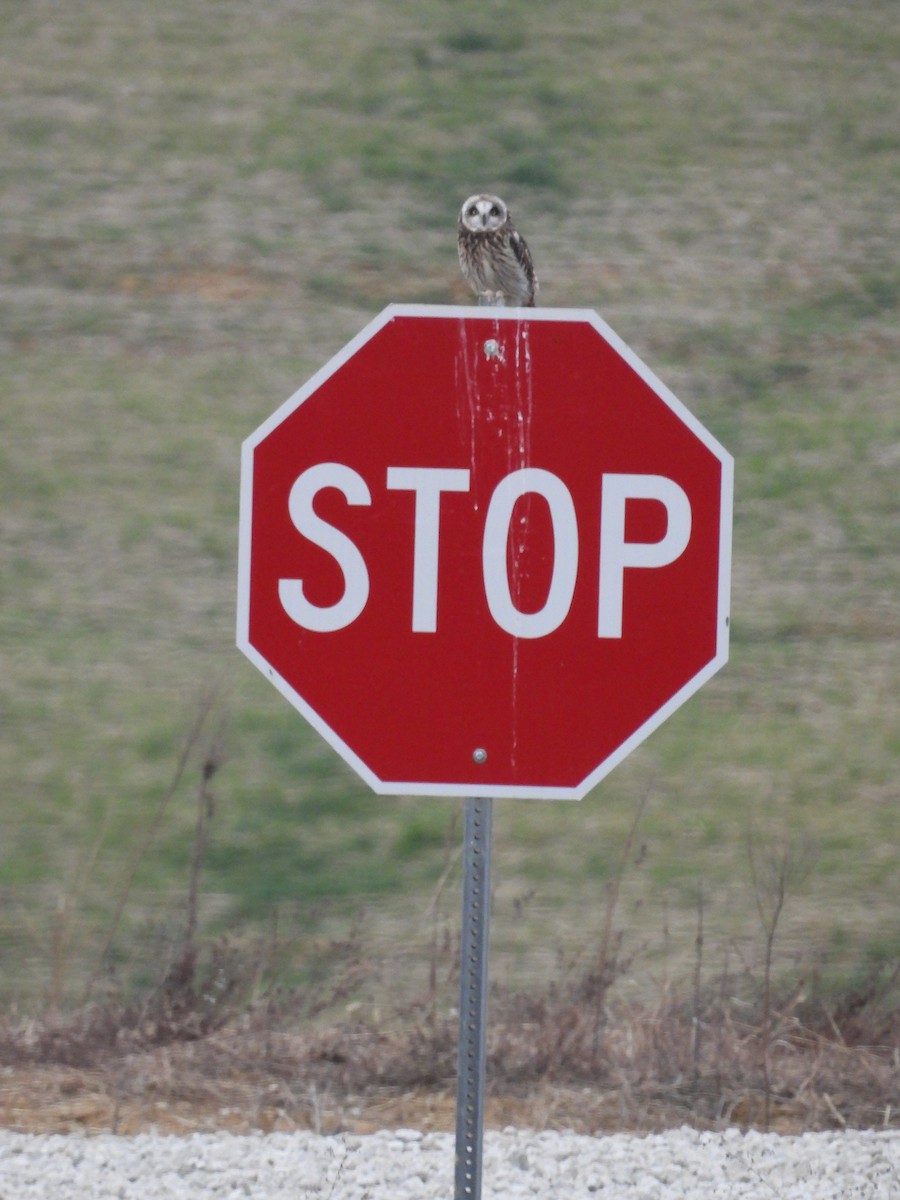 Short-eared Owl - ML612539950