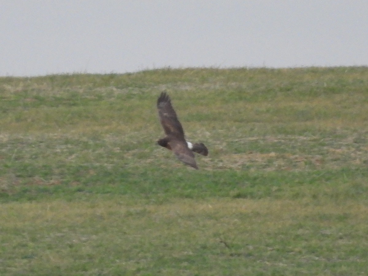 Northern Harrier - Cindy Leffelman