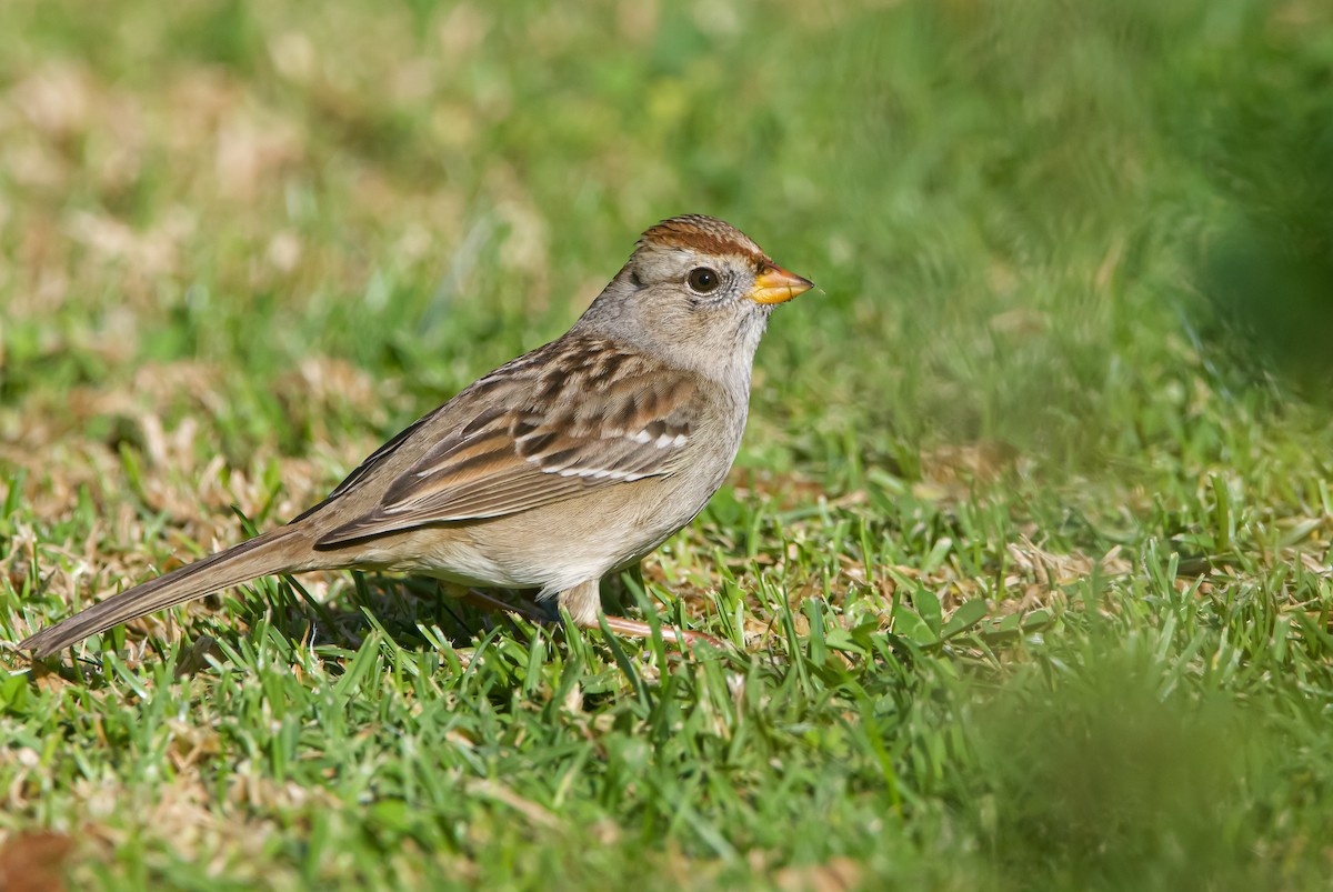 Bruant à couronne blanche - ML612539986