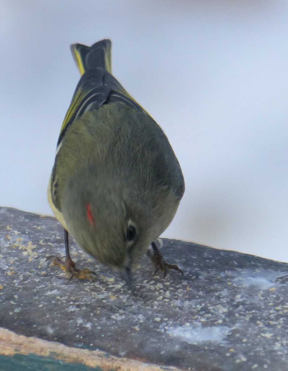 Ruby-crowned Kinglet - ML612540091