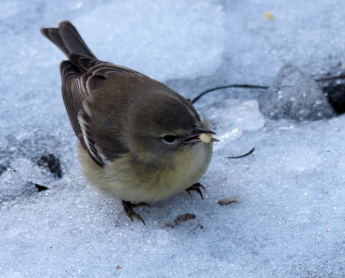 Pine Warbler - ML612540120