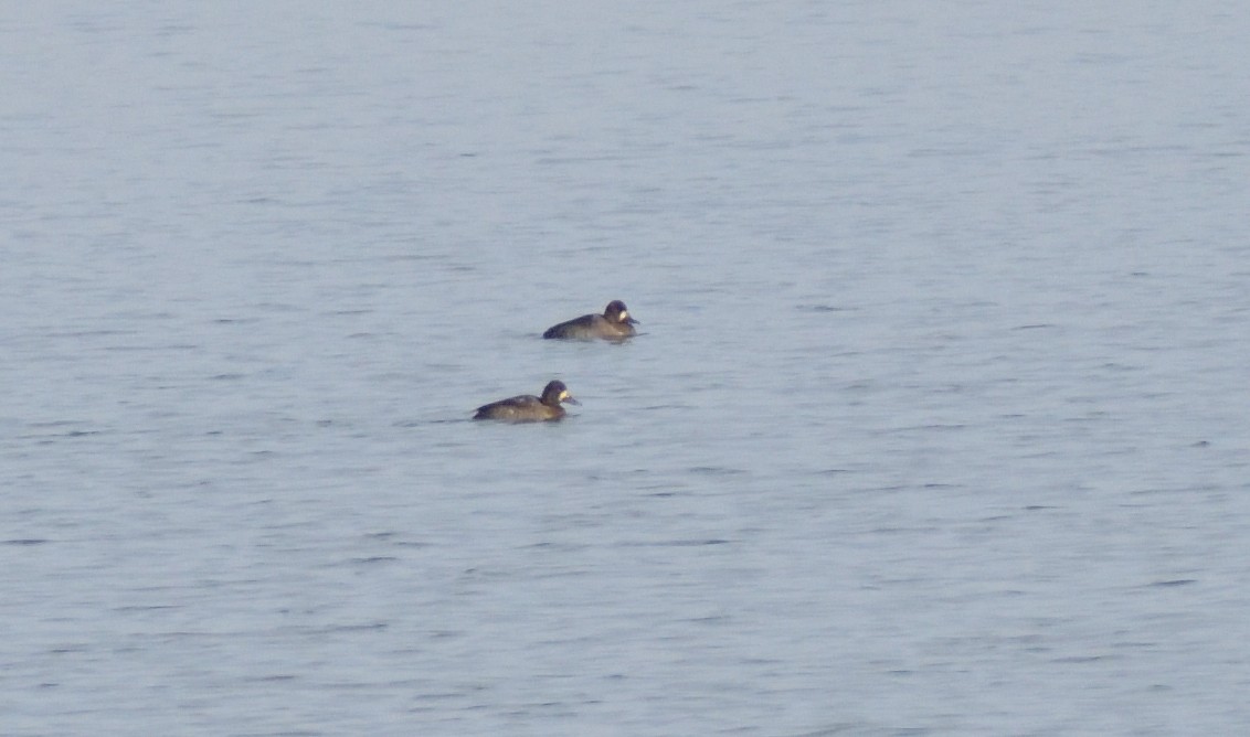 Greater Scaup - ML612540290