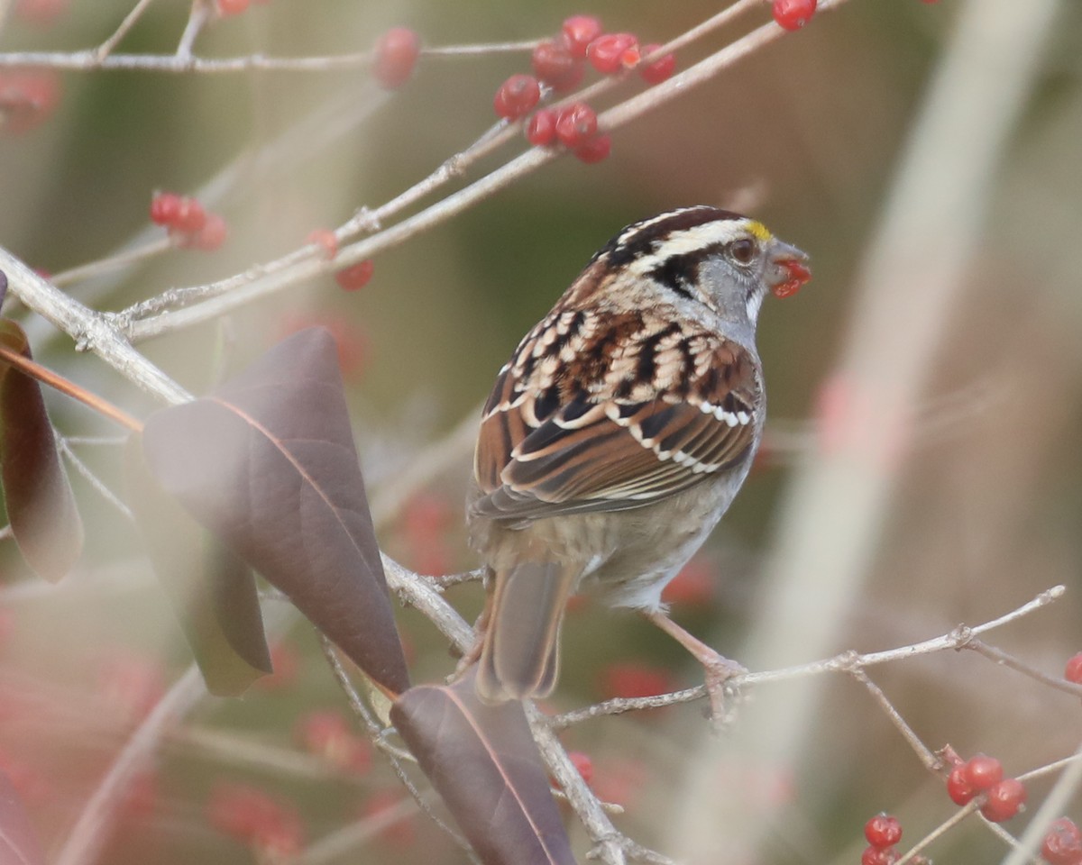 White-throated Sparrow - ML612540297