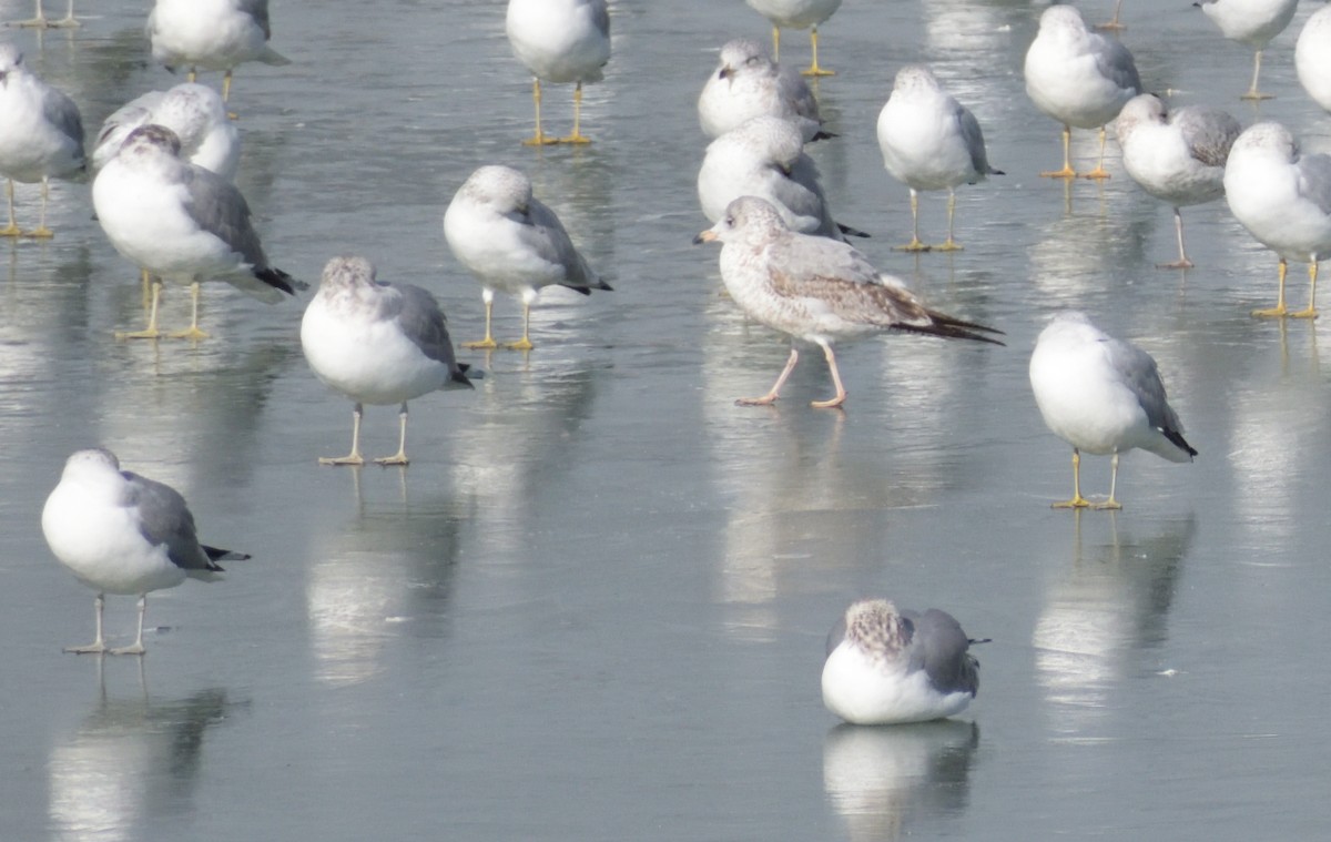 Ring-billed Gull - ML612540332