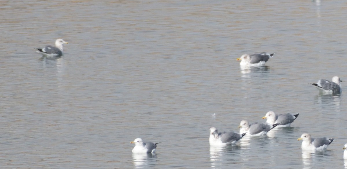 Lesser Black-backed Gull - Robert Tonge