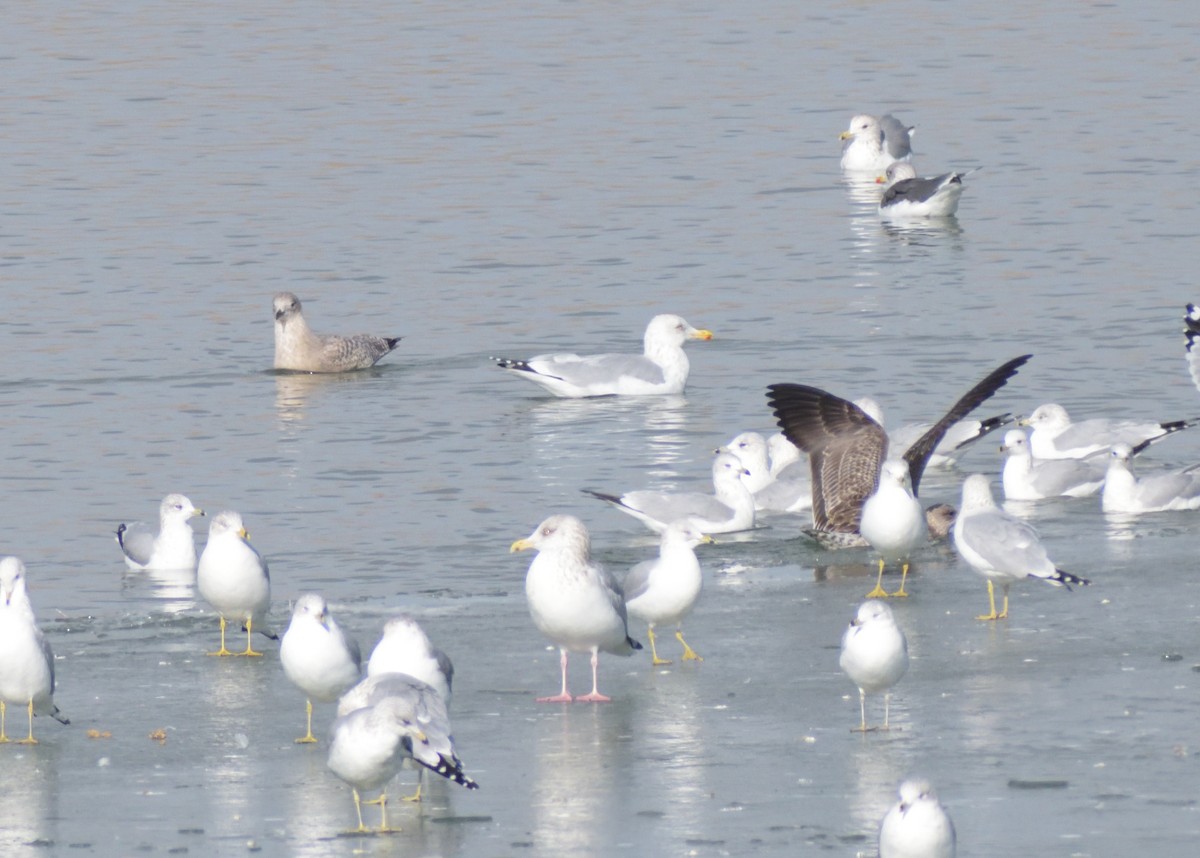 Herring Gull (American) - Robert Tonge