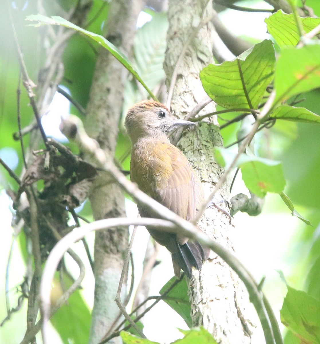 Smoky-brown Woodpecker - ML612540388