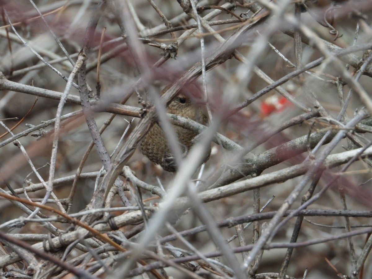 Winter Wren - ML612540474