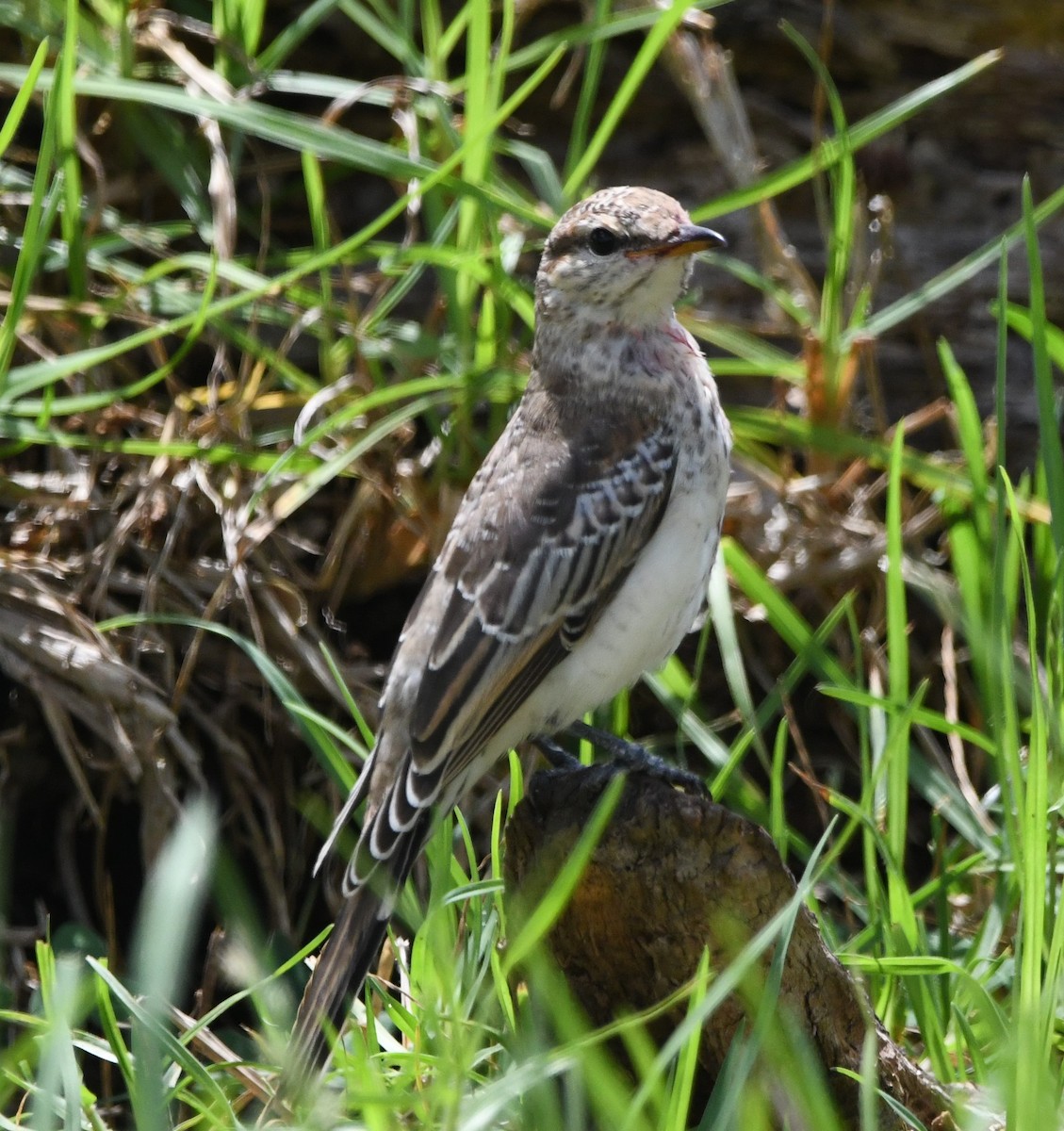 White-winged Triller - David Schuemaker