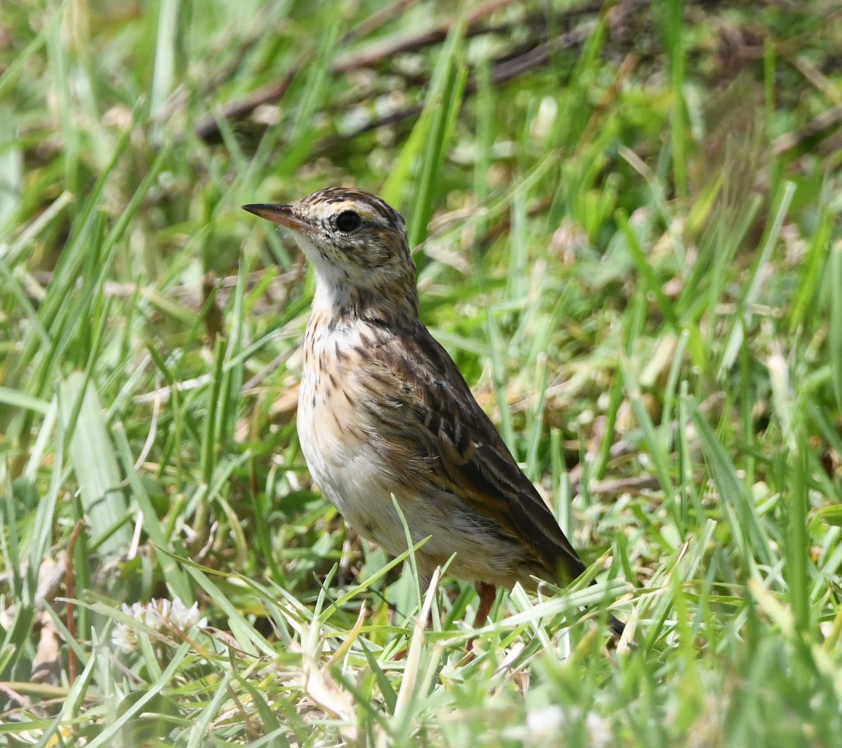 Bisbita Neozelandés (grupo australis) - ML612540536