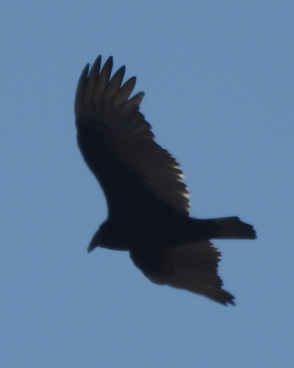 Turkey Vulture - ML612540569
