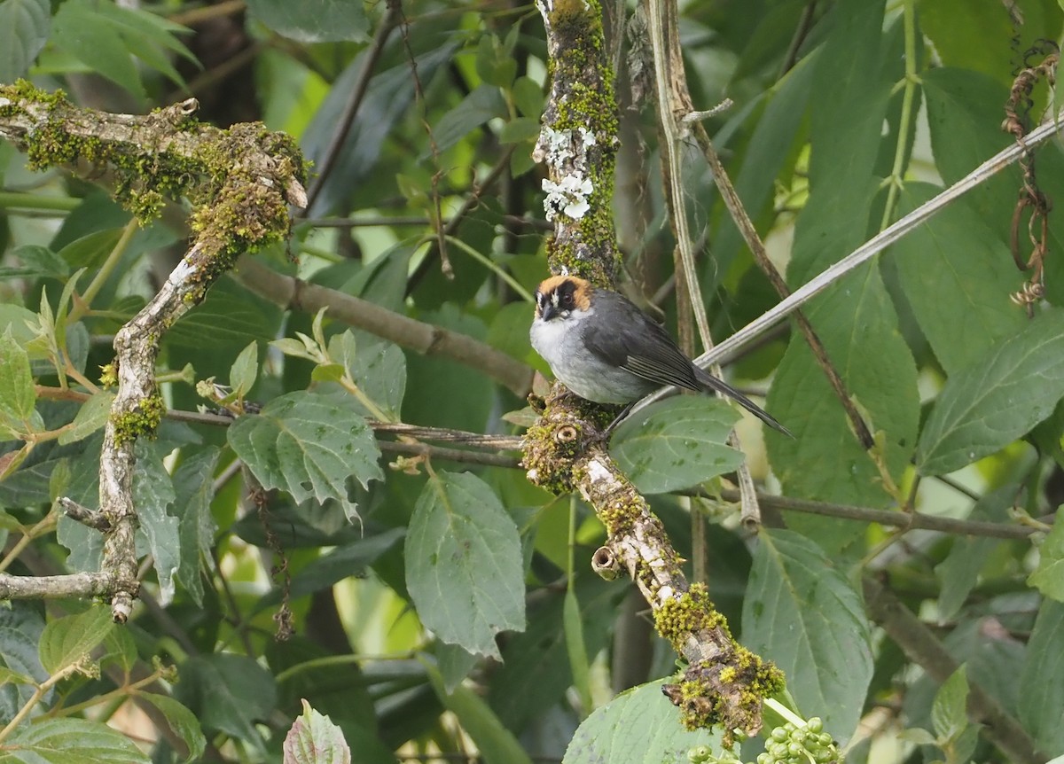 Black-spectacled Brushfinch - ML612540639