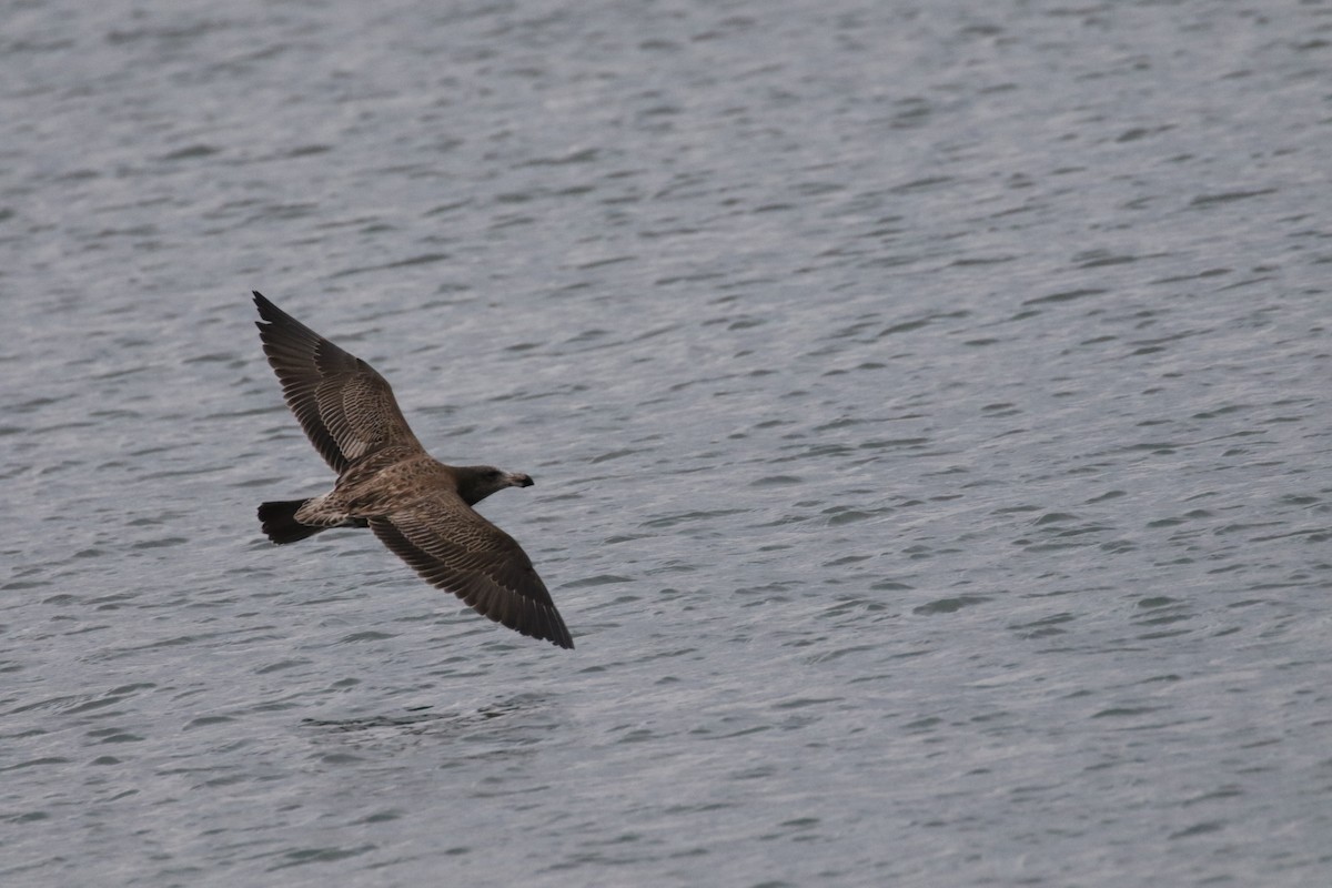 Pacific Gull - ML612540684