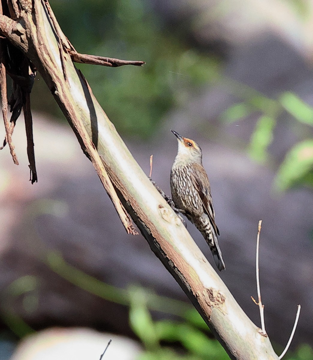 Red-browed Treecreeper - ML612540689