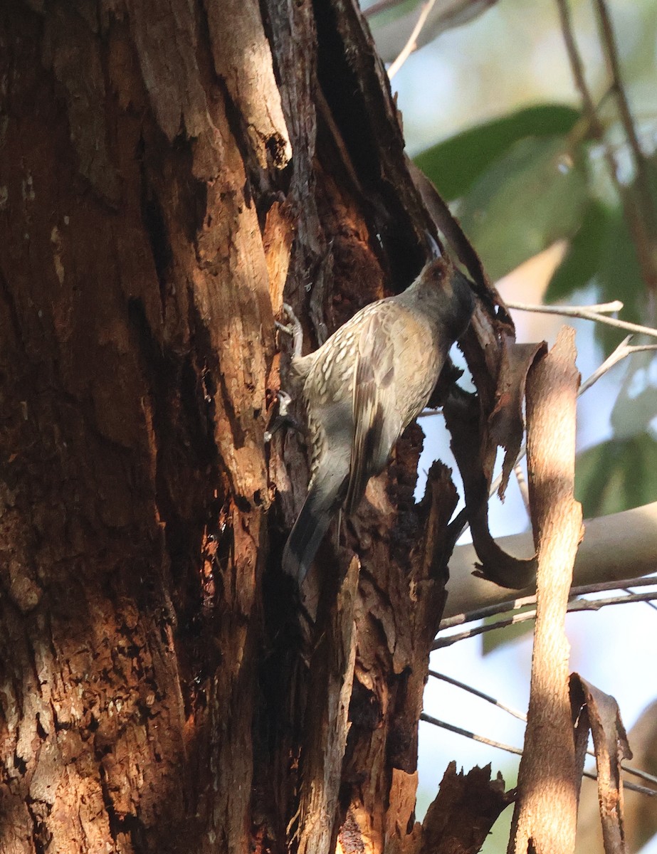 Red-browed Treecreeper - ML612540691