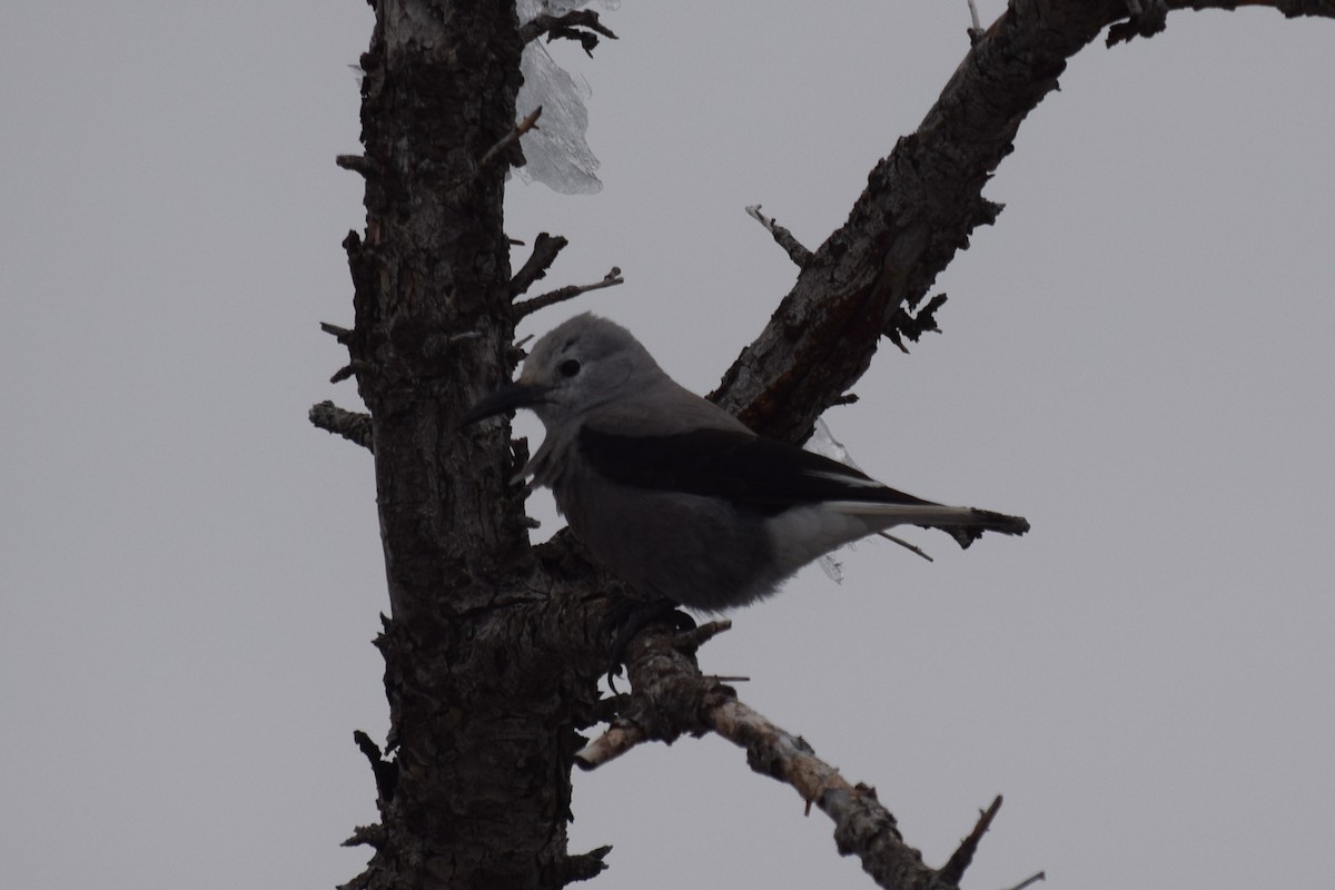 Clark's Nutcracker - ML612540730