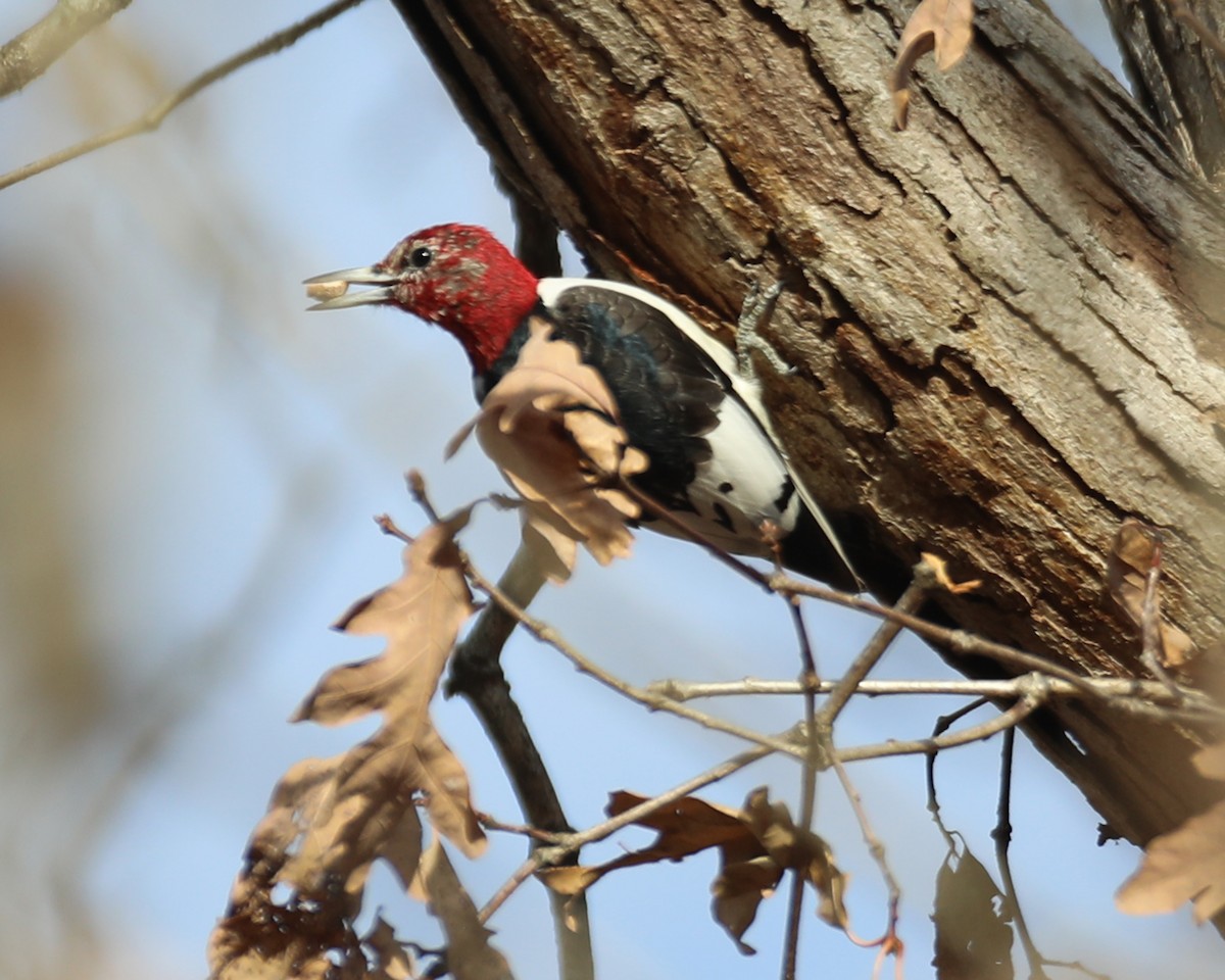 Red-headed Woodpecker - ML612540739