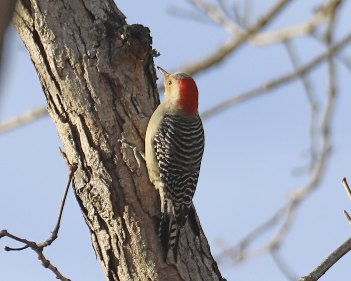 Red-bellied Woodpecker - ML612540783